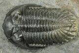 Multi-Toned Hollardops Trilobite Fossil - Ofaten, Morocco #323564-1